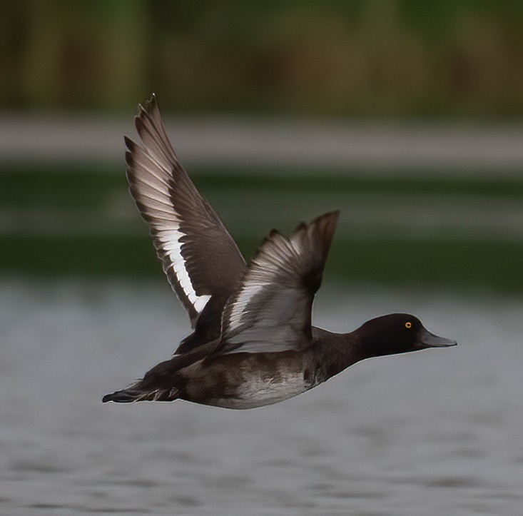 Tufted Duck - Guy Tremblay