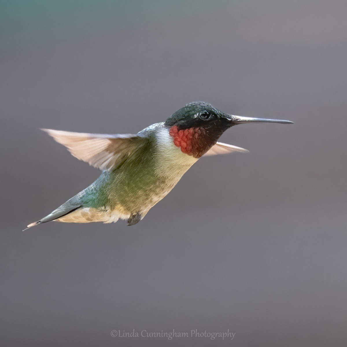 Colibri à gorge rubis - ML469873041