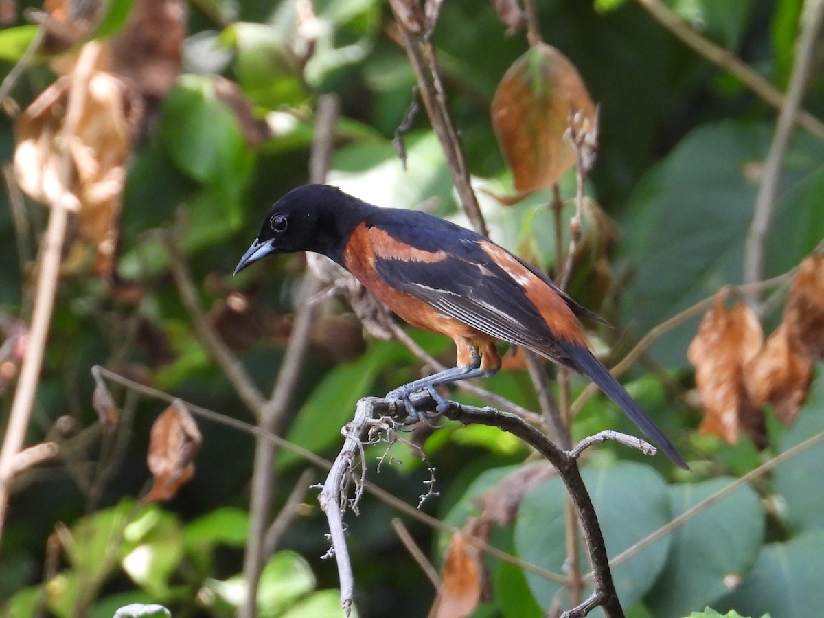 Orchard Oriole - ML469873861