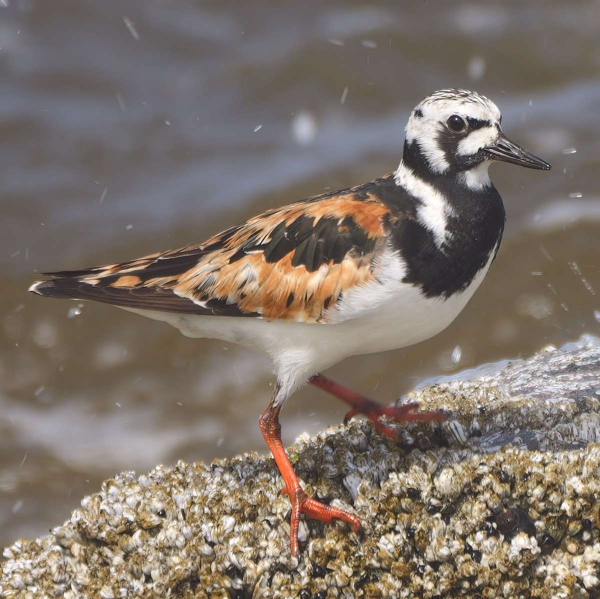 Ruddy Turnstone - ML469874091