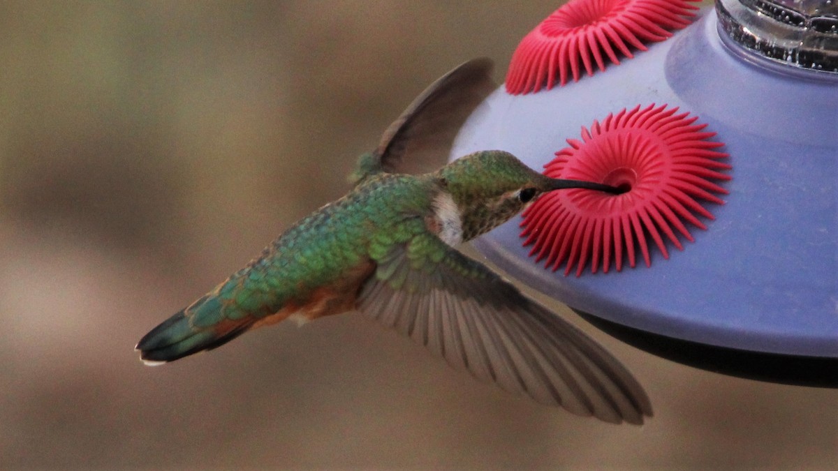 Rufous Hummingbird - ML469874271