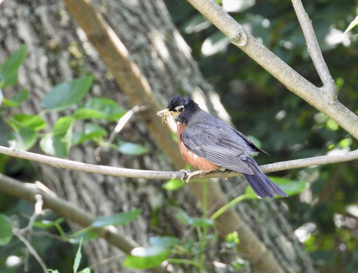 American Robin - ML469874601