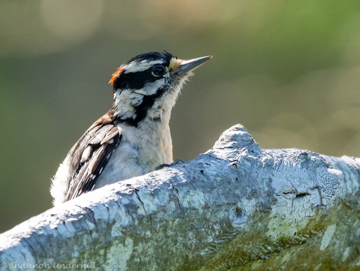Downy Woodpecker - ML469875061