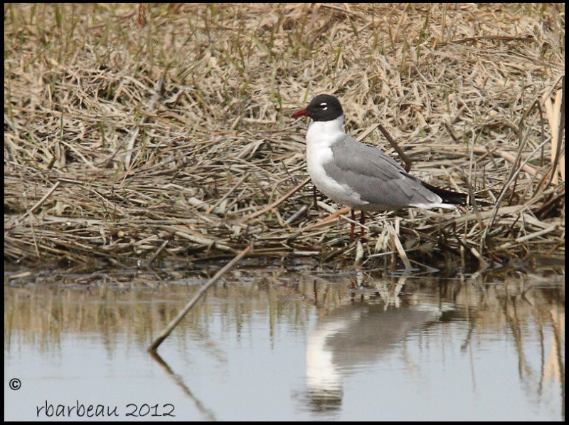 Laughing Gull - ML46987511