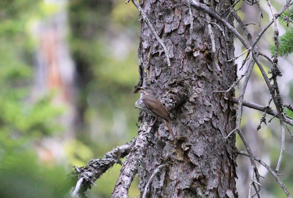 Fox Sparrow (Slate-colored) - ML469875181