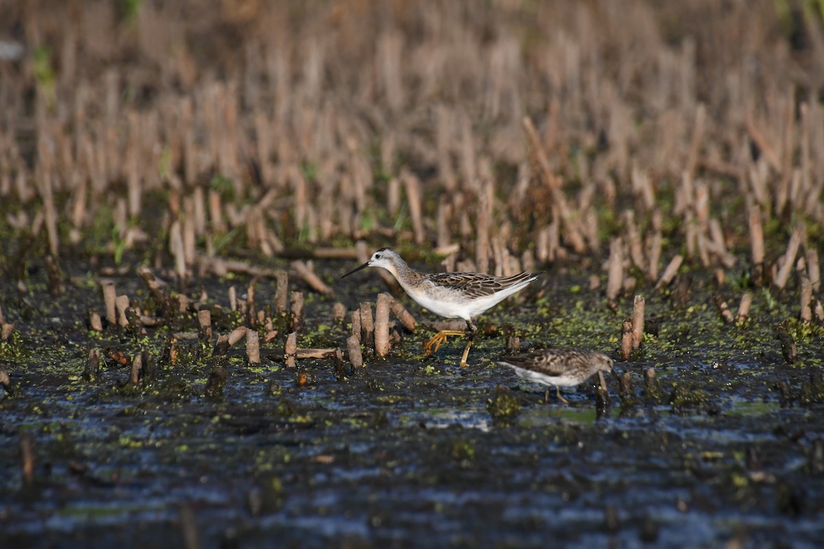 Wilson's Phalarope - Caitlin Ambrose