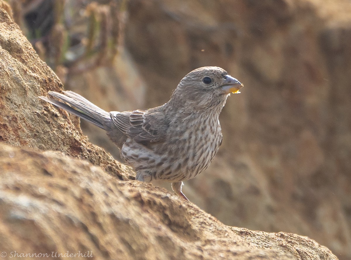 House Finch - ML469875951