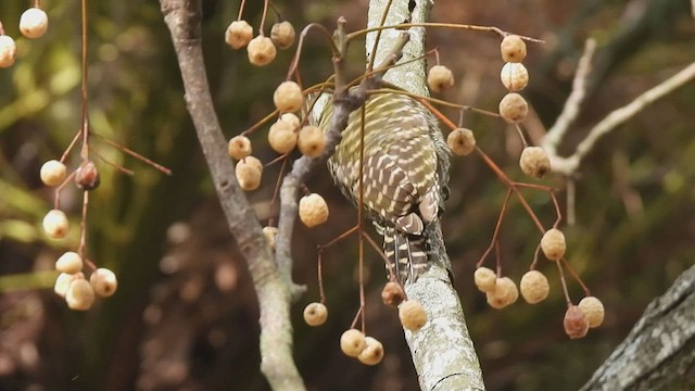 White-spotted Woodpecker - ML469876341