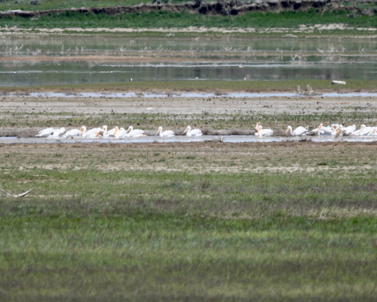 American White Pelican - ML469880631