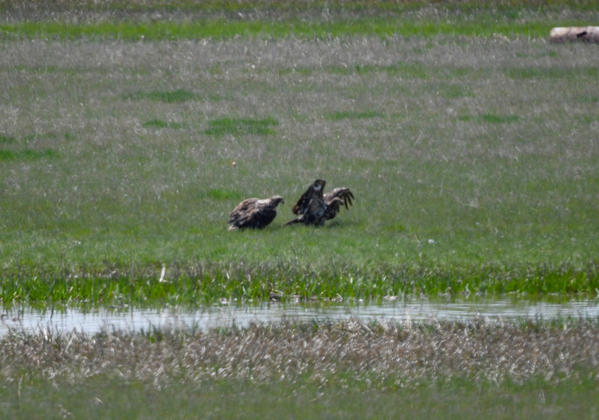 Bald Eagle - ML469880751