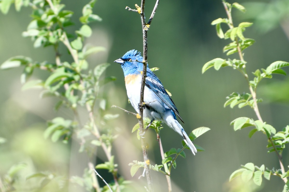 Lazuli Bunting - ML469881301