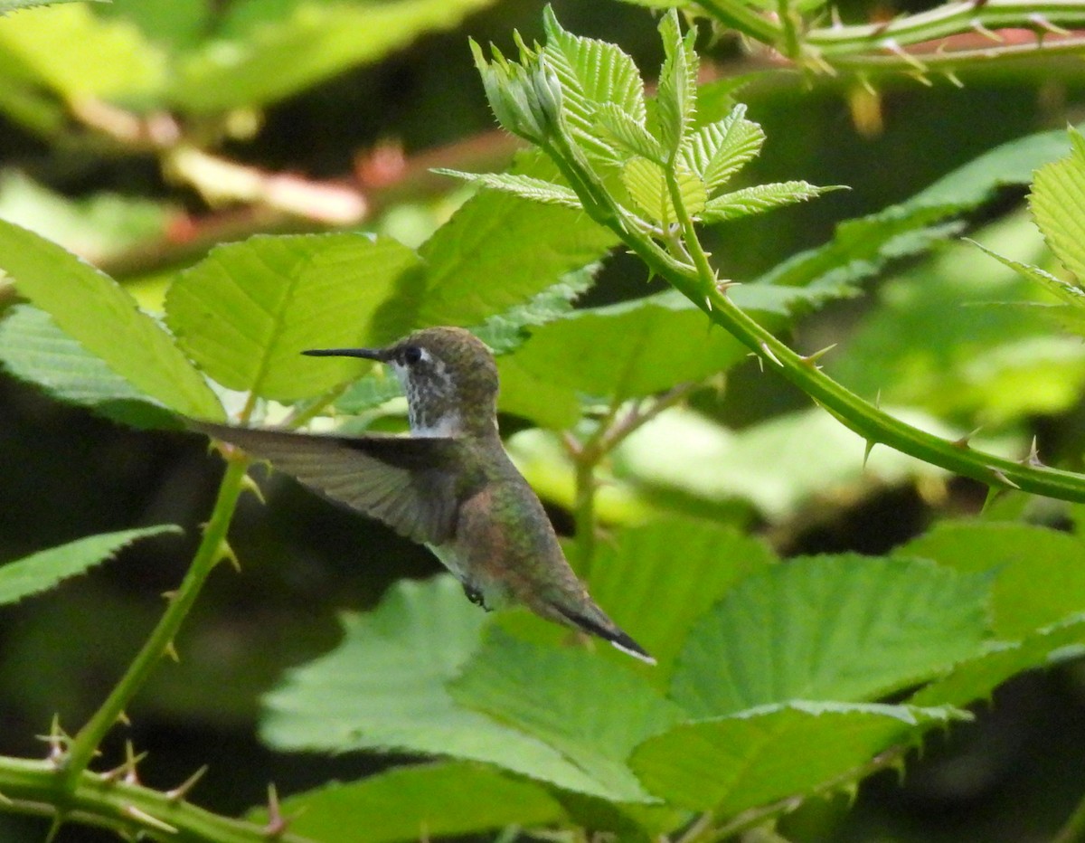 Rufous Hummingbird - ML469881321