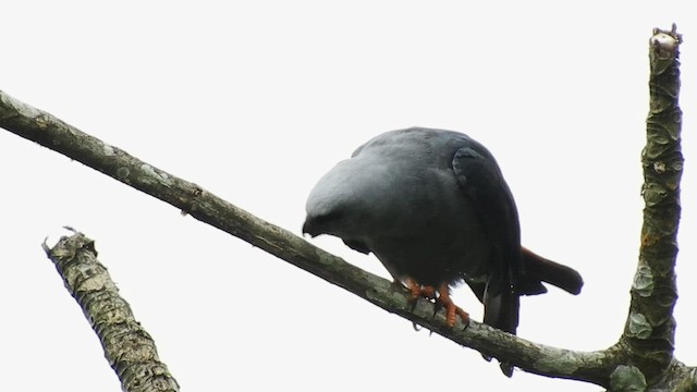 Plumbeous Kite - ML469881451