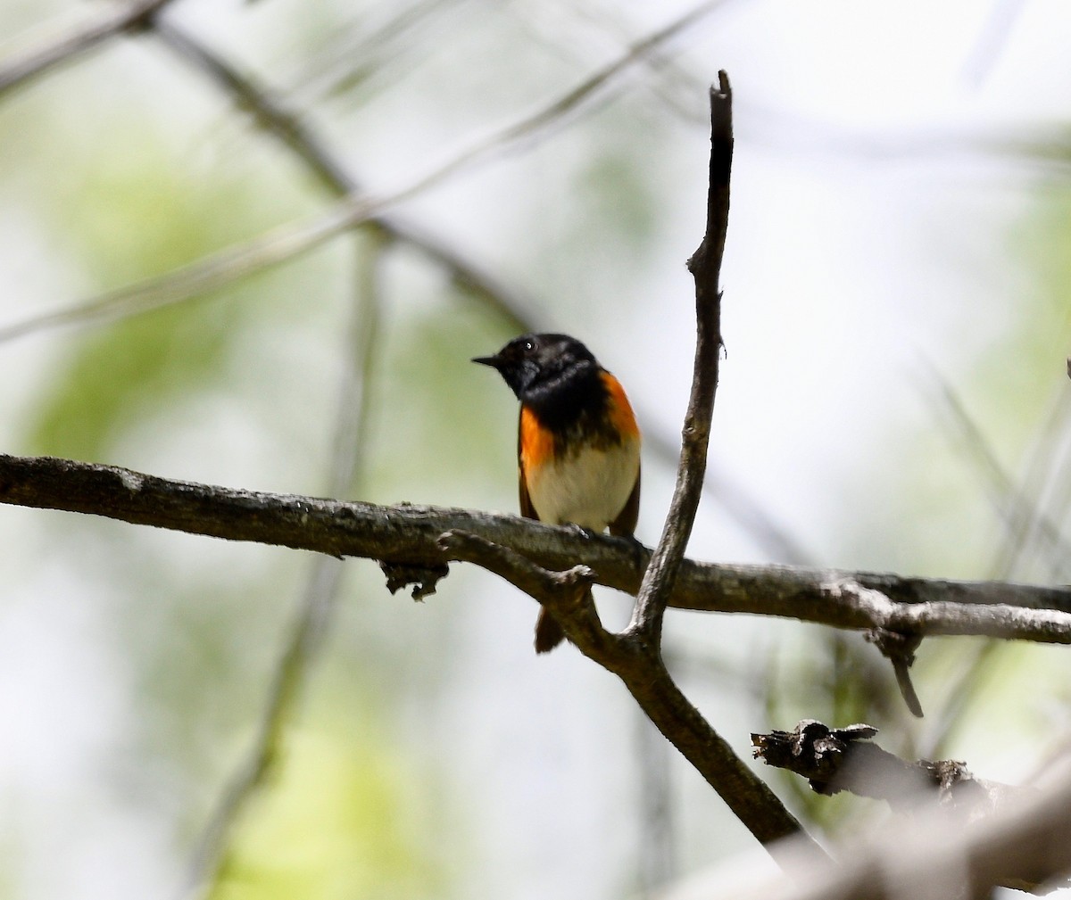 American Redstart - ML469881721