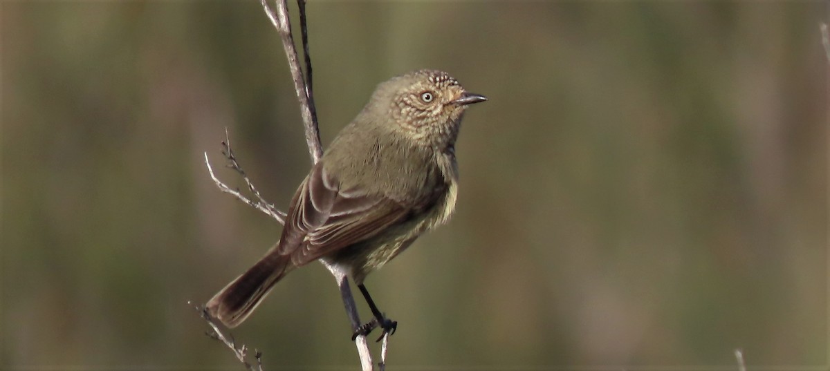 Slender-billed Thornbill - ML469882301