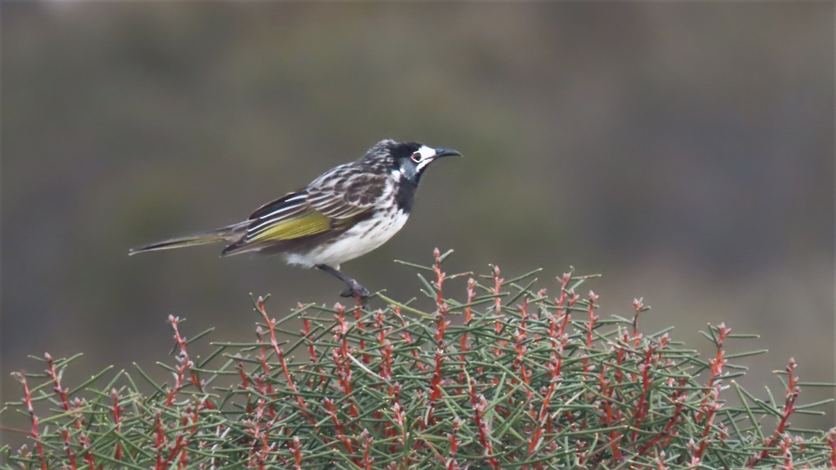 White-fronted Honeyeater - ML469883101