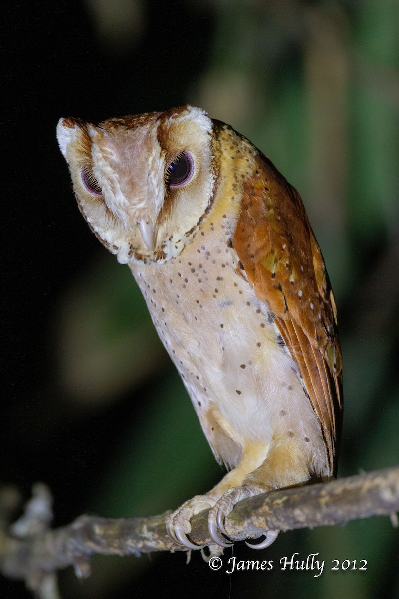 Oriental Bay-Owl - Jim Hully