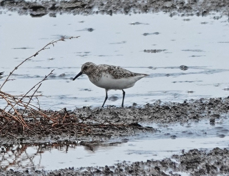 Bécasseau sanderling - ML469883811