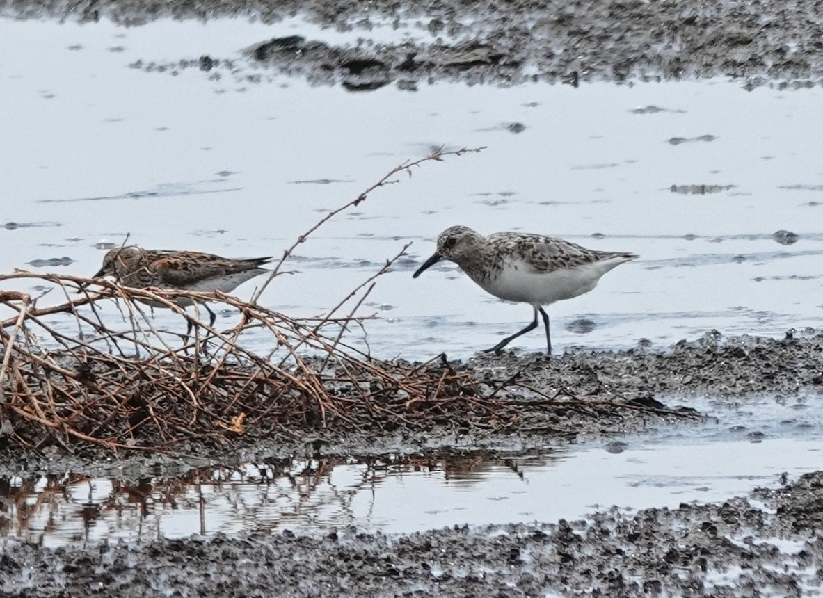 Sanderling - Cathy Beck