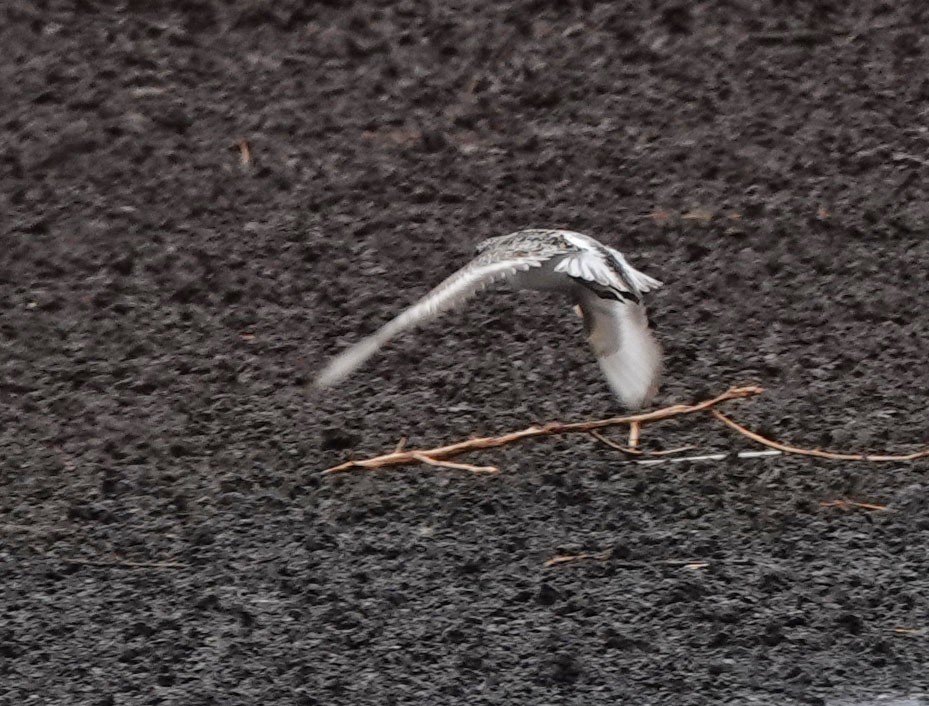 Bécasseau sanderling - ML469883971