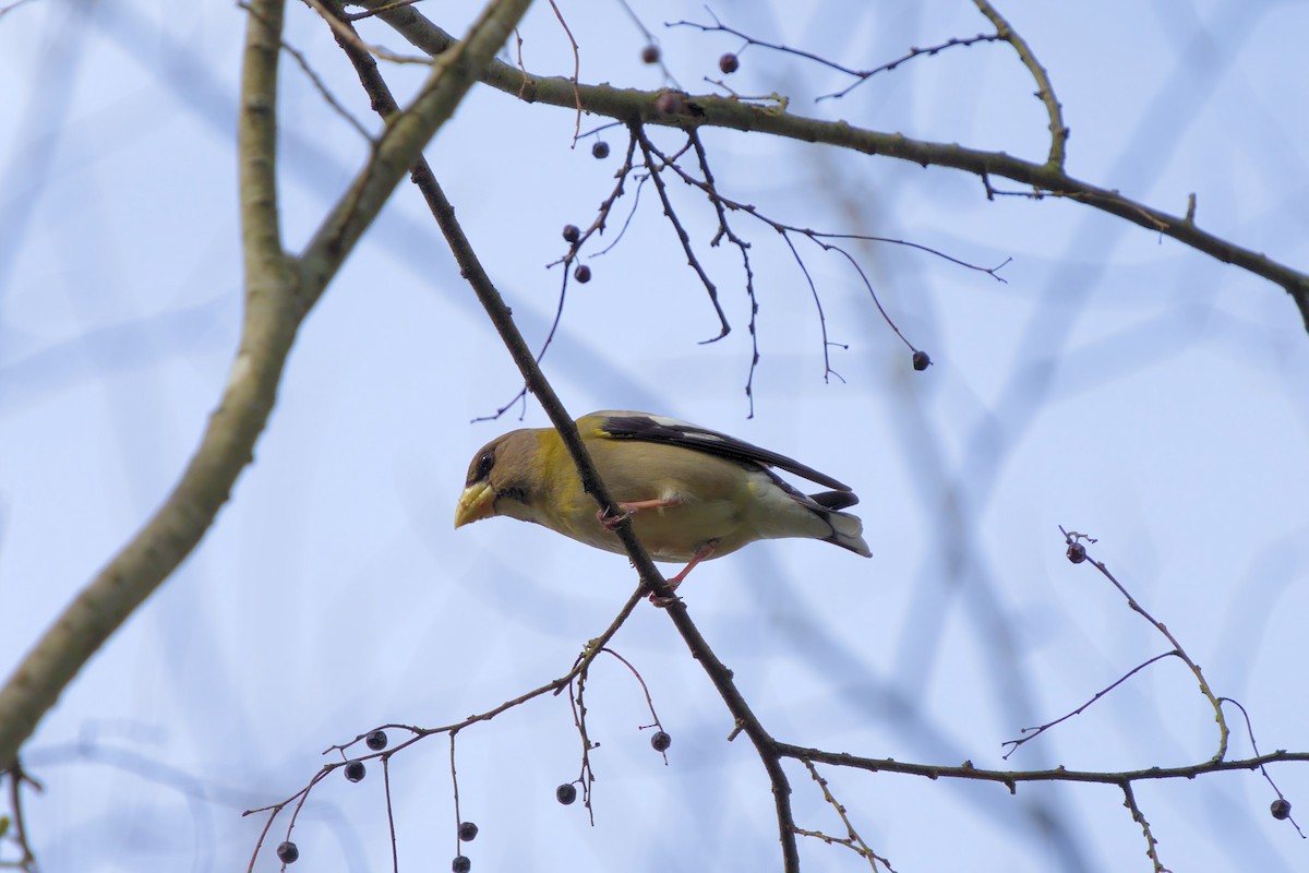 Evening Grosbeak - ML469884731