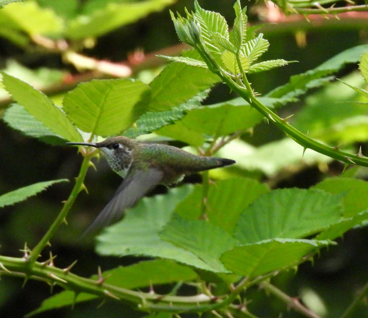 Rufous Hummingbird - ML469885871