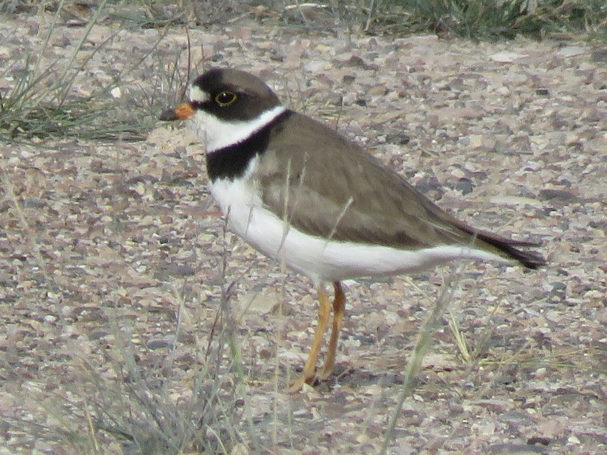 Semipalmated Plover - ML469885971