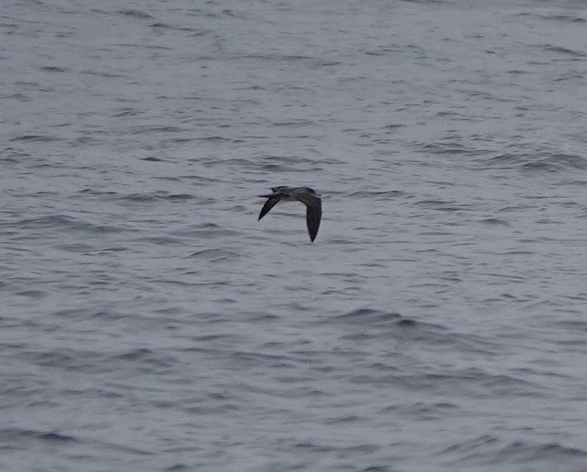 Wedge-tailed Shearwater - Connor Goff