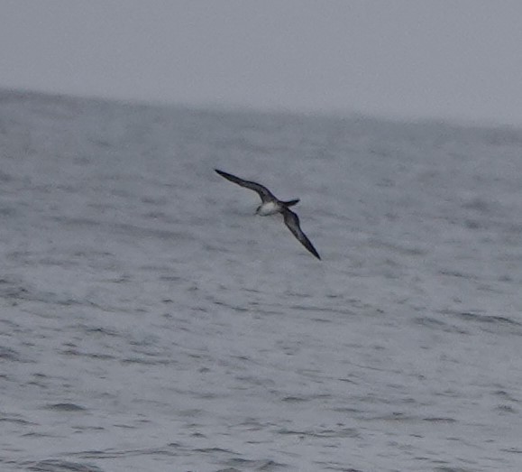 Wedge-tailed Shearwater - Connor Goff