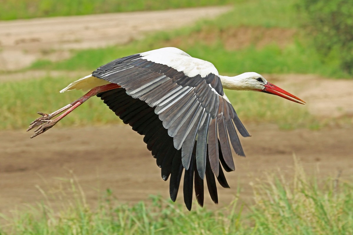 White Stork - ML46988821