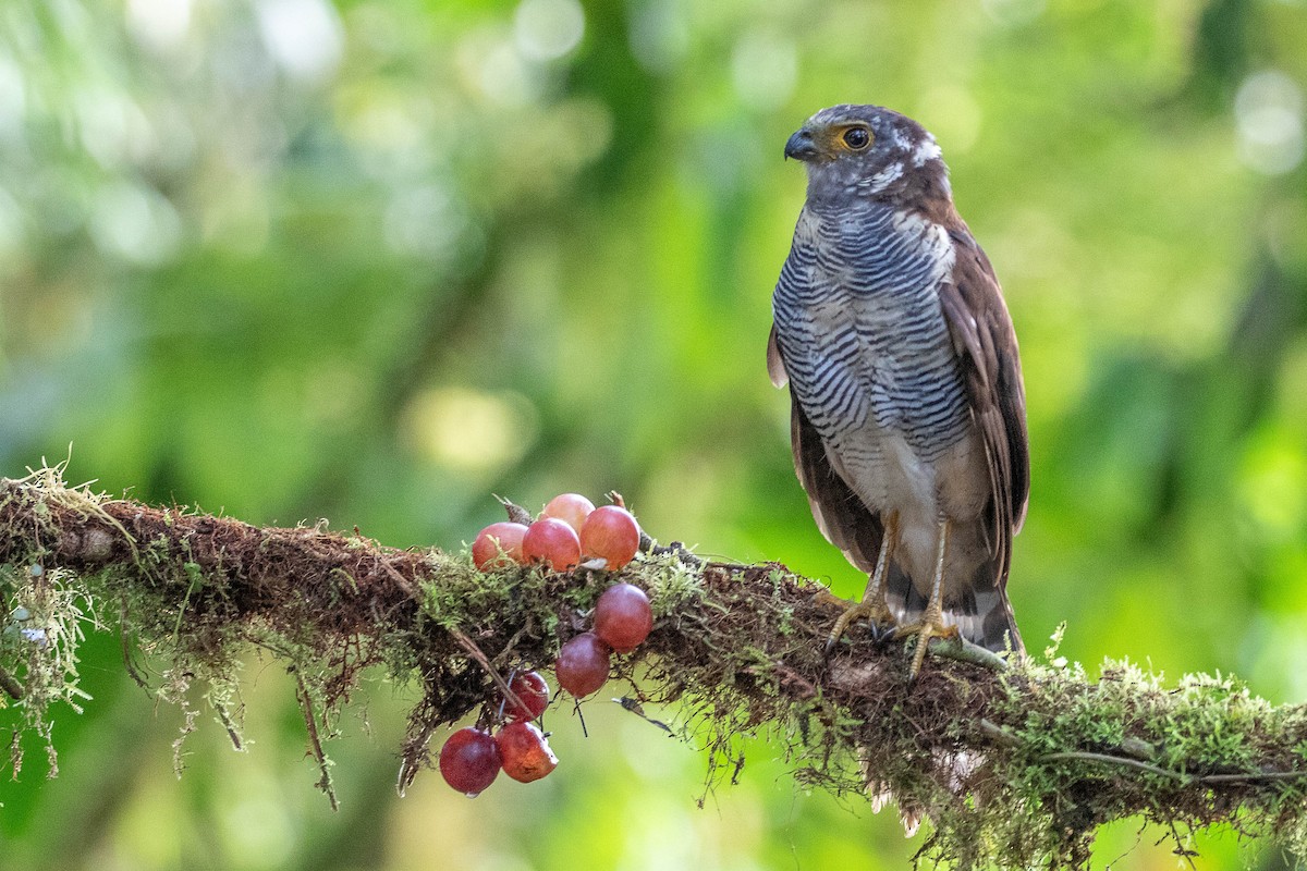 Sperberwaldfalke - ML469888211