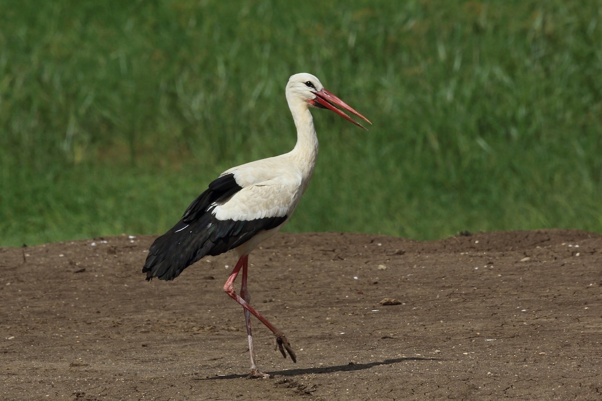 White Stork - ML46988831