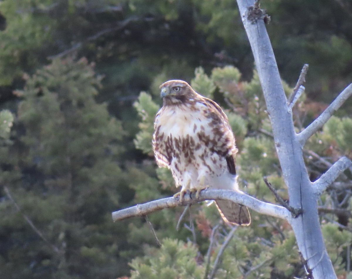 Red-tailed Hawk - ML469888311