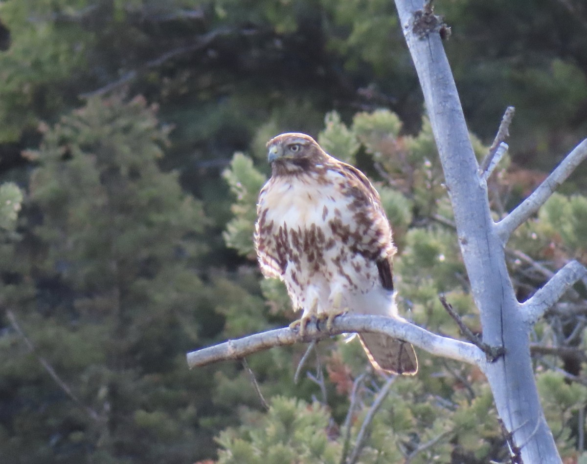 Rotschwanzbussard - ML469888311