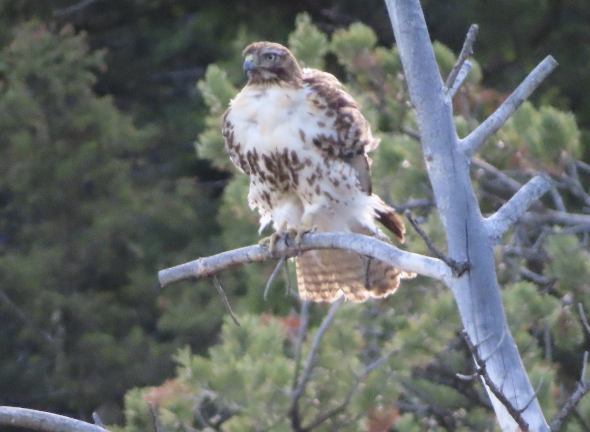 Red-tailed Hawk - ML469888321