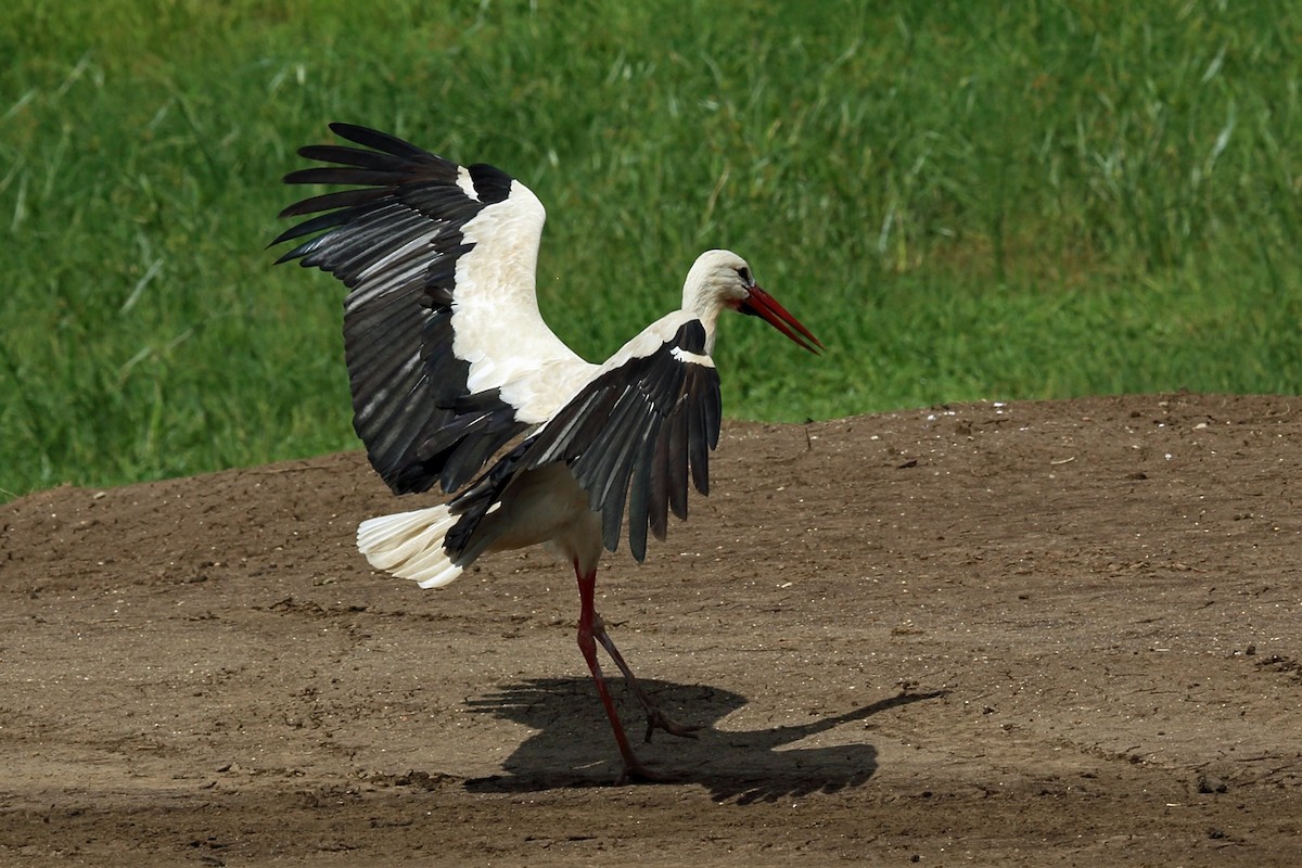 White Stork - ML46988841