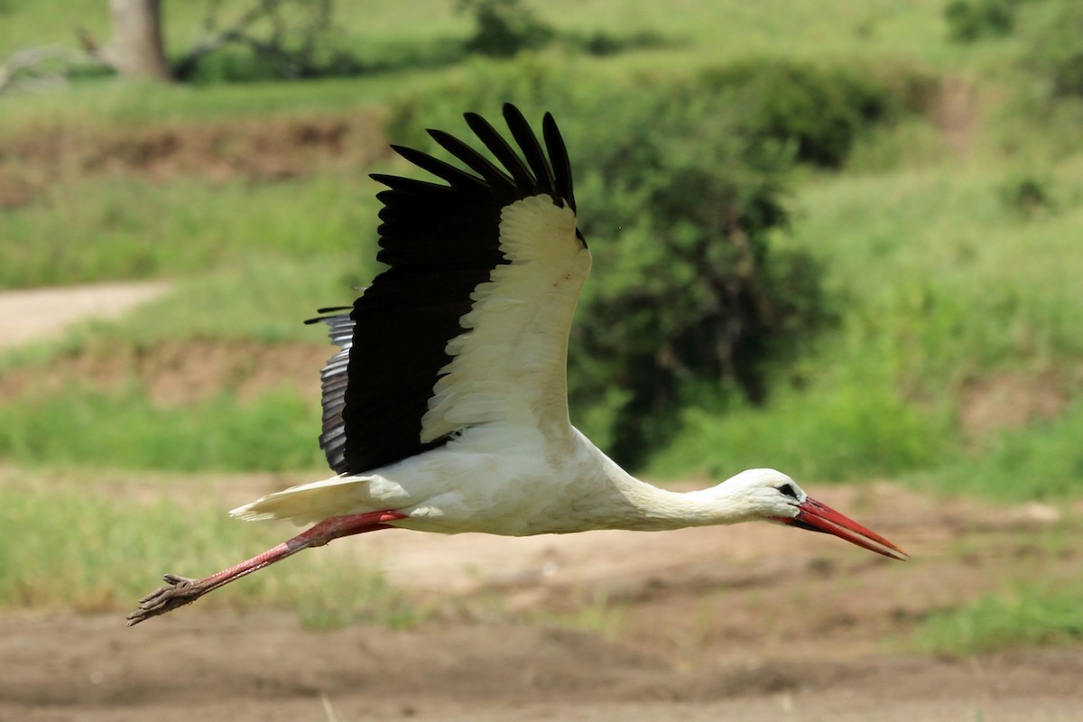 White Stork - ML46988851