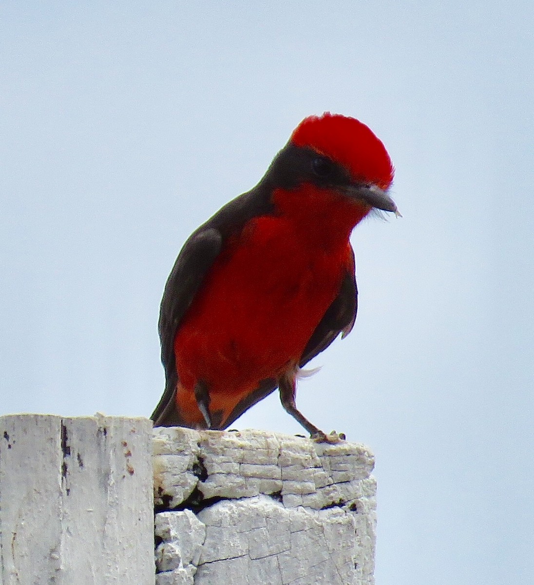 Vermilion Flycatcher - ML469888781