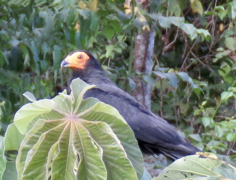 Lesser Yellow-headed Vulture - Sue Wright