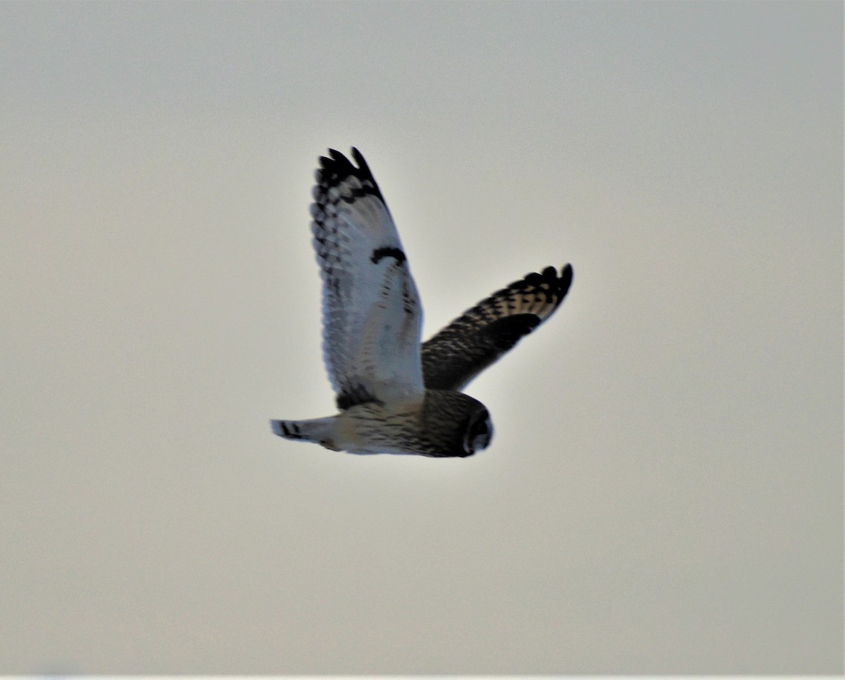 短耳鴞(flammeus) - ML469891071