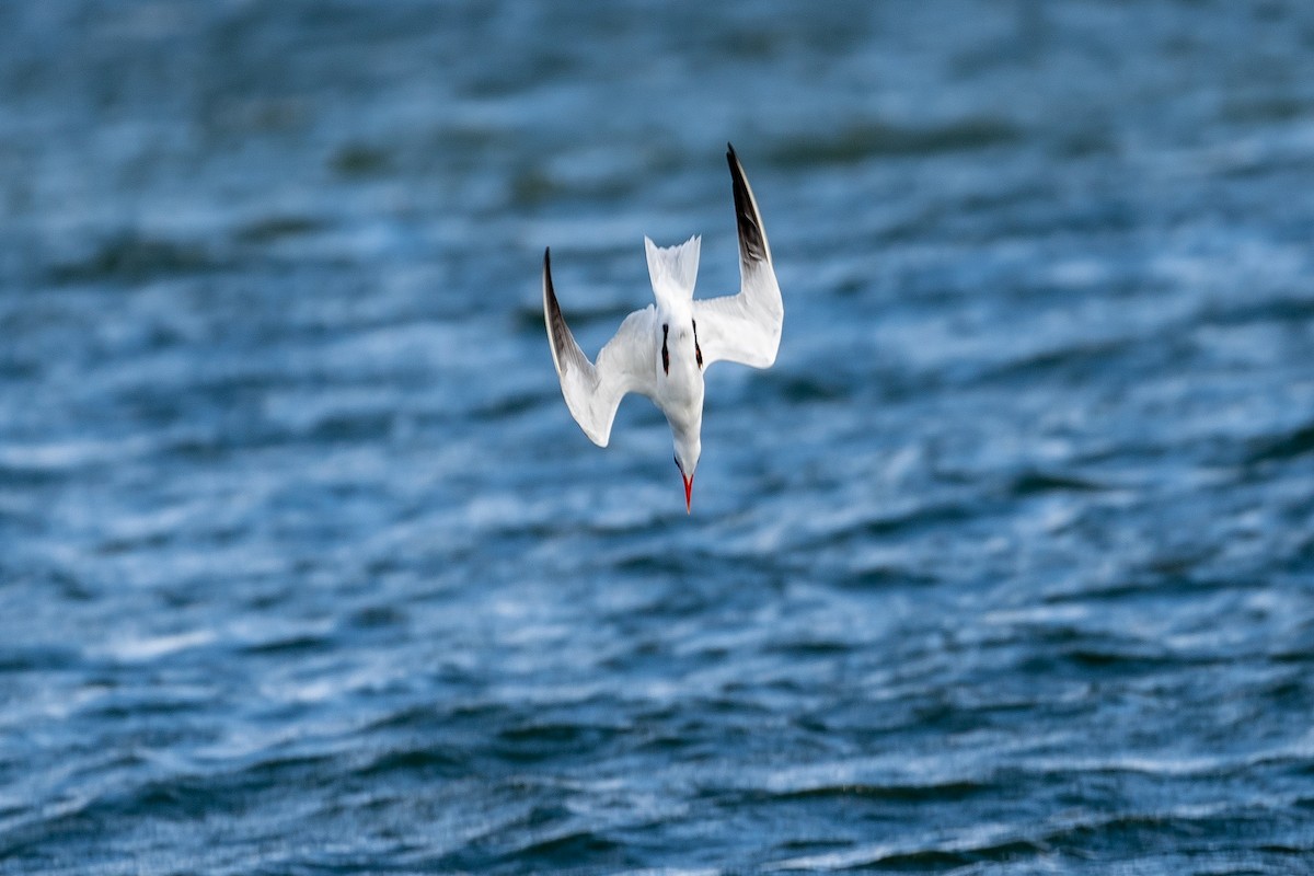 Caspian Tern - ML469891581