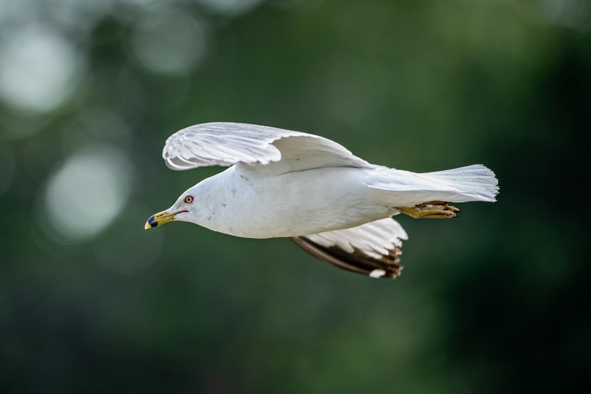 Ring-billed Gull - Levi Moxness