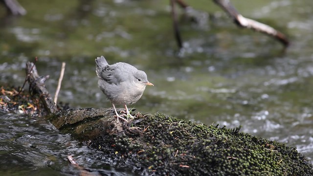 American Dipper (Northern) - ML469892