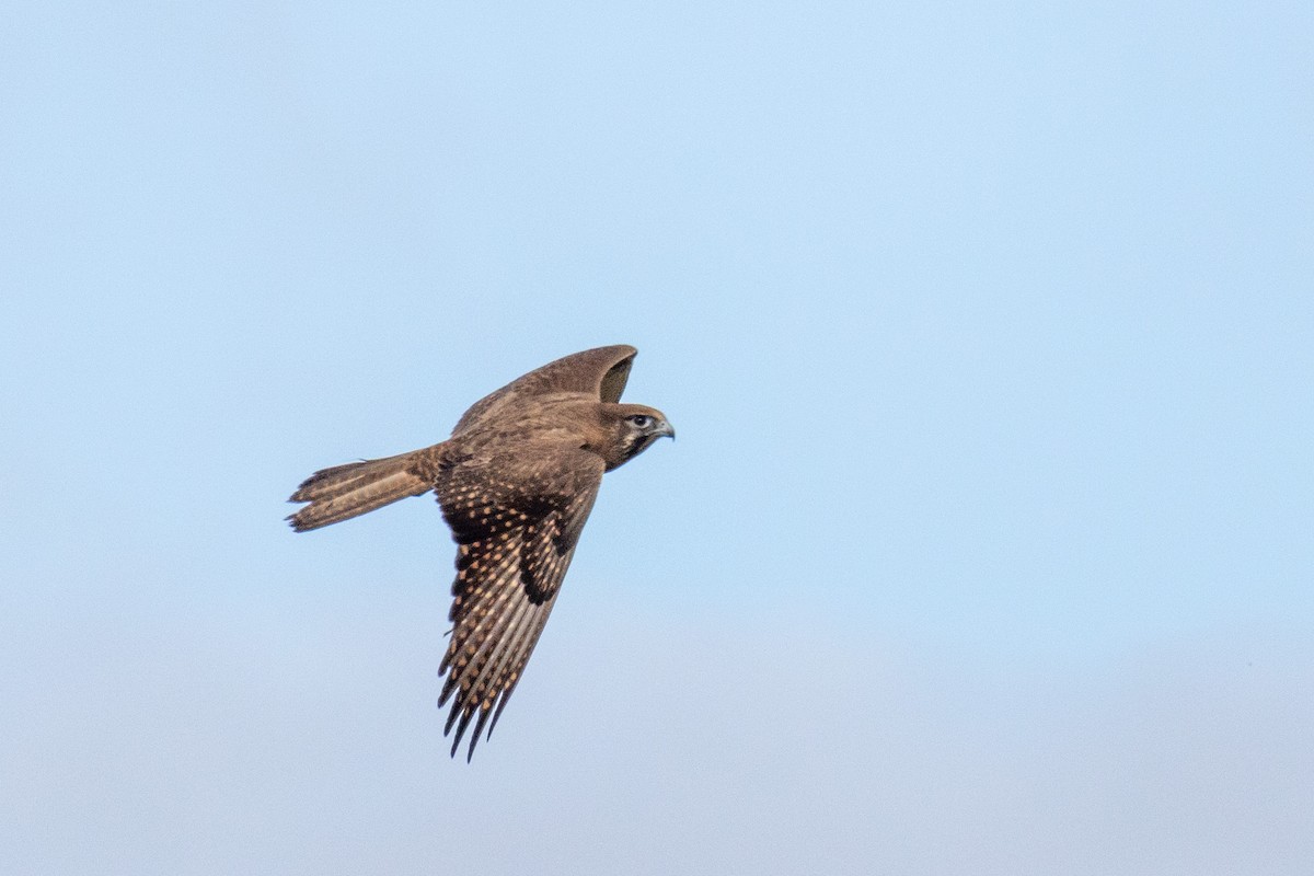 Brown Falcon - ML469892511