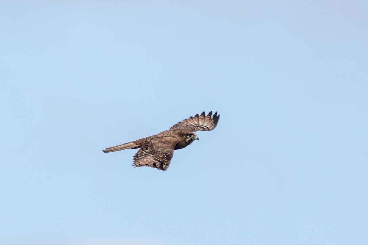 Brown Falcon - ML469892531