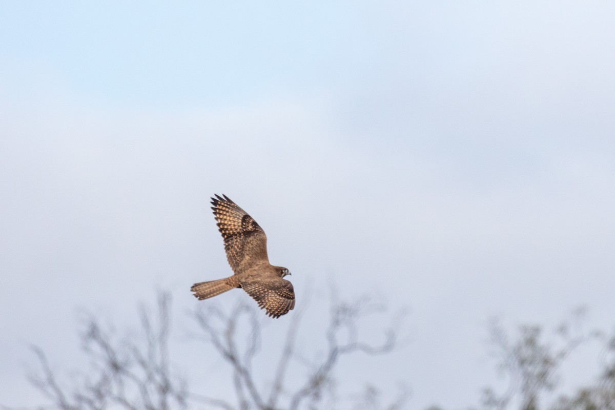 Brown Falcon - ML469892541