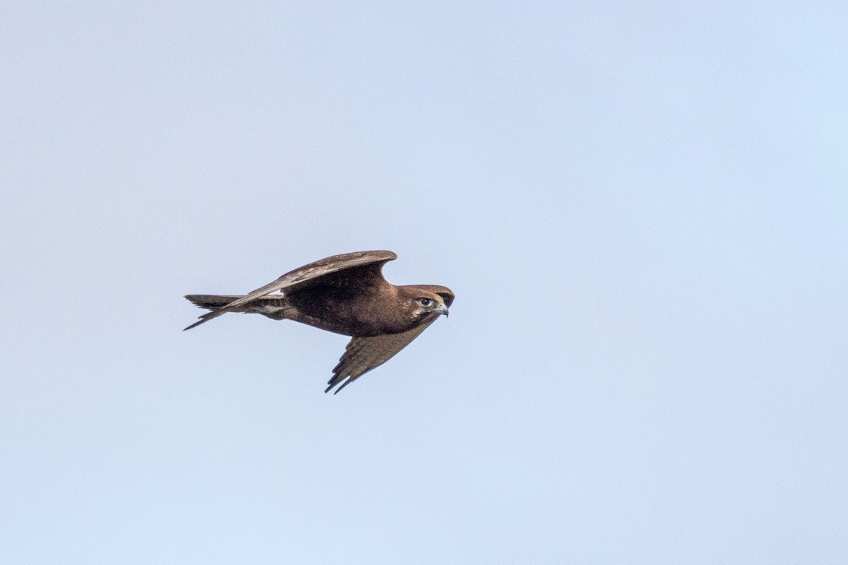 Brown Falcon - Richard and Margaret Alcorn