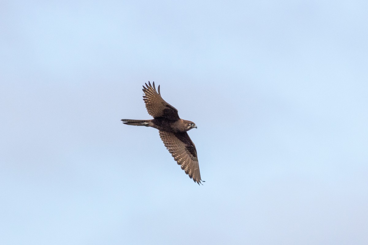 Brown Falcon - ML469892561