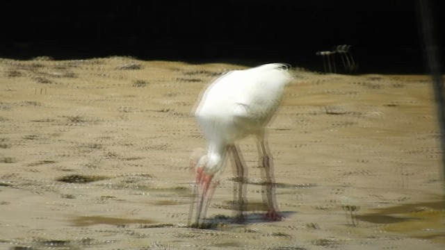 White Ibis - ML469893331