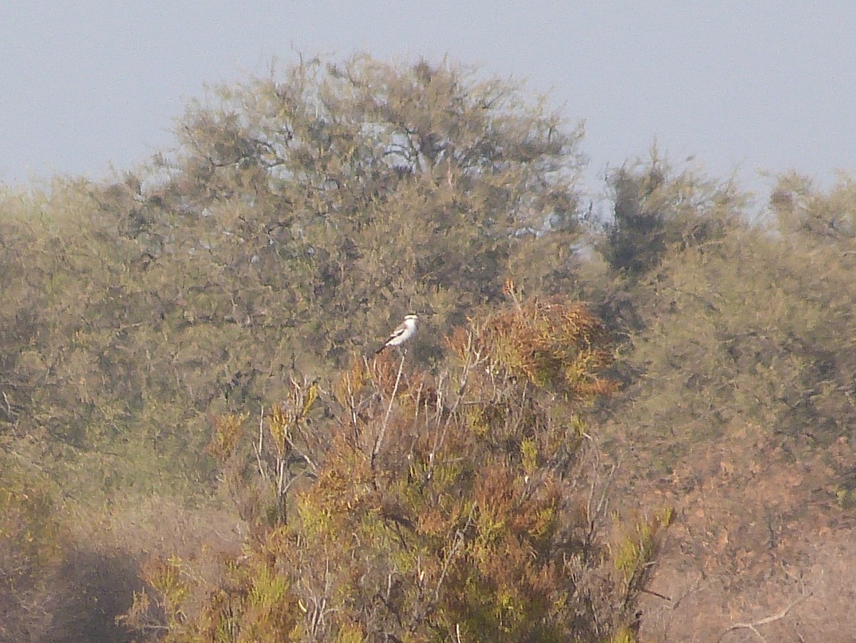 Black-crowned Monjita - ML469893471